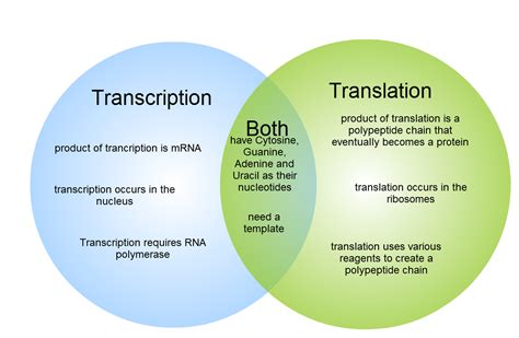 Gliffy Diagram | Transcription and Translation Venn Diagram | Nurse | Pinterest | Venn diagrams ...