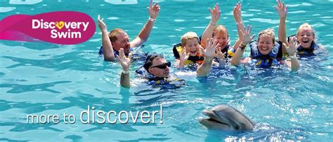 Dolphin Discovery Swim at Tortola | Dolphin Discovery