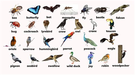 Air Animals With Names