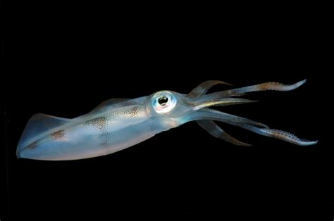 Why are our oceans filling with squid?