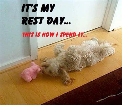 Rest Day Funny Fitness Quotes. QuotesGram