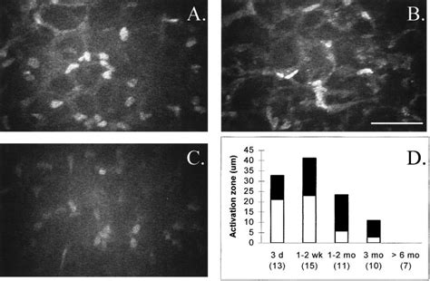 The first post-interface keratocytes. The keratocytes showed signs of... | Download Scientific ...