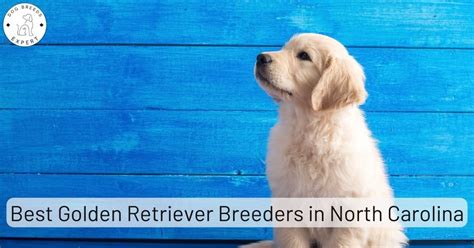 Golden Retriever Breeders in North Carolina [2024] | List of 7 Local ...