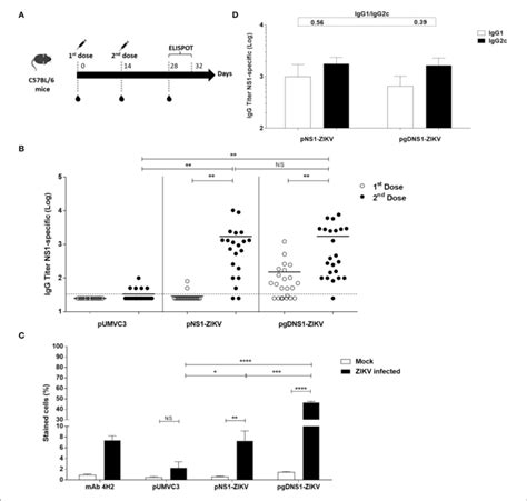 | Immune responses elicited in vaccinated immunocompetent mice. (A)... | Download Scientific Diagram