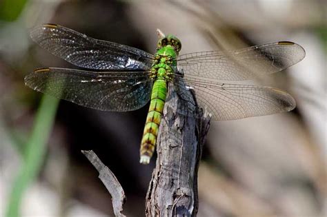 East Gwillimbury CameraGirl: Green Dragonfly/ Macro Monday