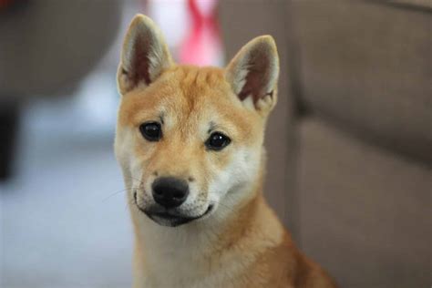 Shiba Inu Puppies: The Ultimate Guide for New Dog Owners | The Dog People by Rover.com