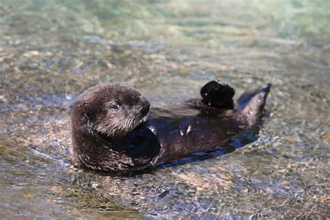 Skeptics of sea otter reintroduction getting organized on Pacific Coast ...