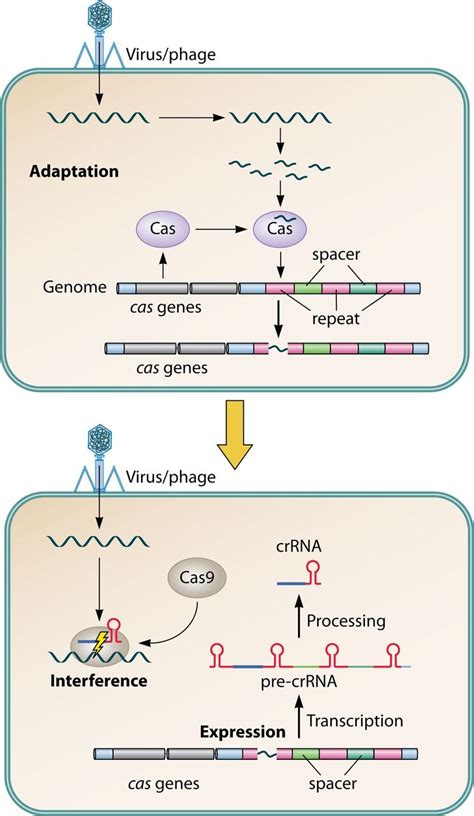 Genome editing by CRISPR-Cas9. The principle of genome editing is the ...