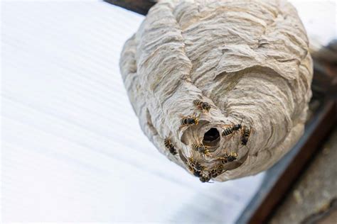 How Much Does Wasp & Hornet Nest Removal Cost? (2023)