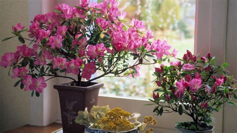 Azalea Plant Care Tips, Varieties, and Sizing from Bunnings