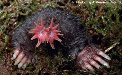 Star-nosed mole