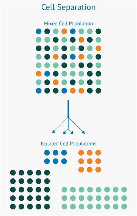 Cell Sorting: What is Cell Sorting? Techniques and Approaches to ...