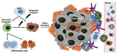 Stem Cell Therapy In Cancer Treatment