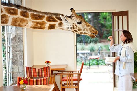 hotel: The Giraffe Manor, Nairobi