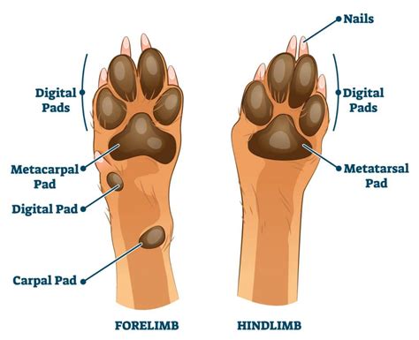 What Are Dogs Paw Pads Called