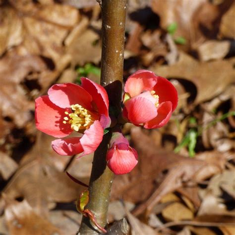 Propagation Of Flowering Quince - Propagating Flowering Quince From Cuttings Or Seed | Flowering ...