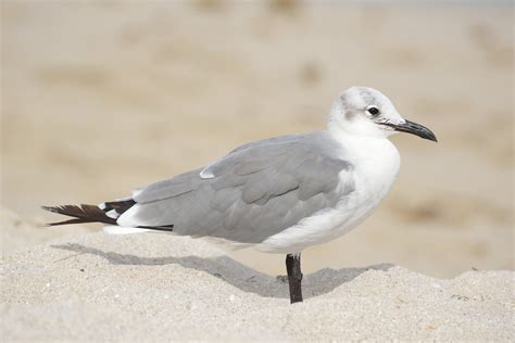 Bank of PhotoGraphics: Miami Beach: Seagulls