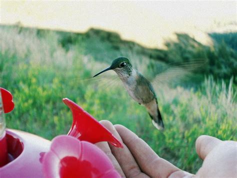 Hummingbird at Bear Lake, Utah.. The most beautiful thing I've ever ...