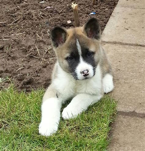 American Akita Puppies for sale (last pup) | Glasgow, Lanarkshire ...