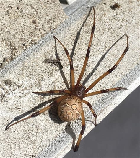 Latrodectus geometricus (Brown Widow Spider) in Pasadena, California United States