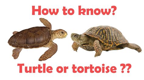 Difference between Turtle and tortoise | Turtle vs tortoise | Simply E-learn Kids - YouTube