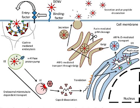 Figure 1 from Molecular mechanisms involved in antibody-dependent ...