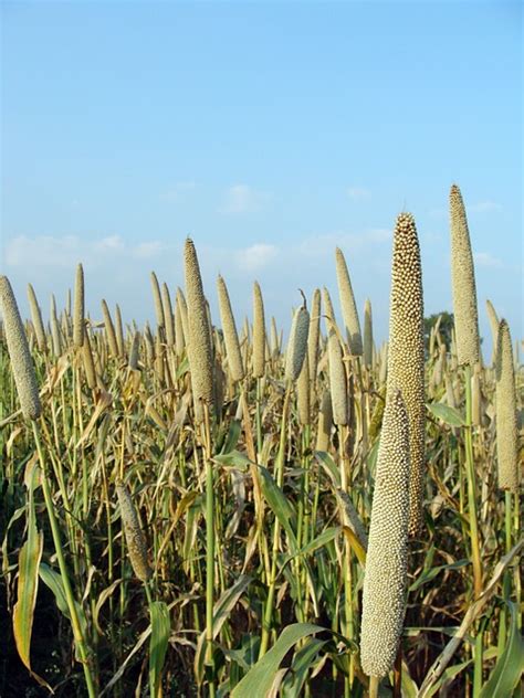 Free photo: Pearl Millet, Bajra, Cultivation - Free Image on Pixabay ...