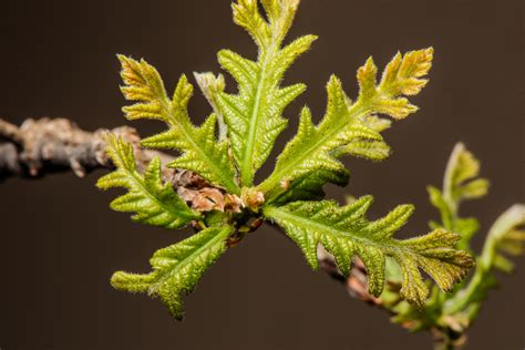 Why are young bur oak leaves hairy? - Tom Kimmerer