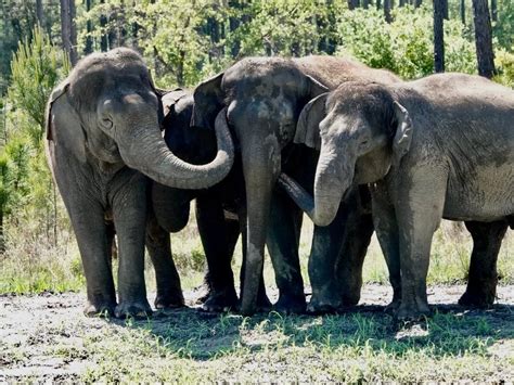 'Karmic Payback' For Retired Circus Elephants Loving Florida Life | Jacksonville, FL Patch