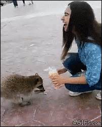 animated raccoon gif | WiffleGif