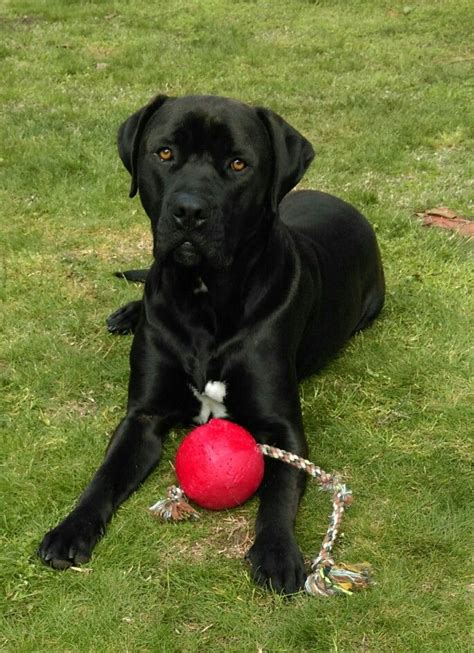 Cane Corso Lab Mix Brindle - Photos All Recommendation