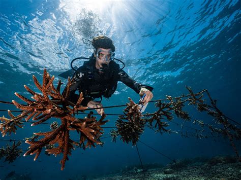 Indonesia leads the way in restoring coral reefs, scientists say ...