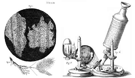 Cell Theory Timeline | Biology Dictionary