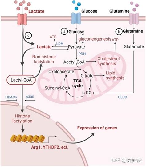 30+乳酸代谢综述，详解乳酸代谢的前世今生！ - 知乎