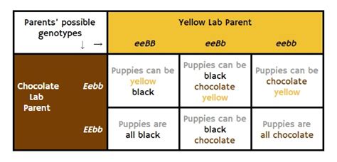 Labrador Colors - The Secrets of Labrador Color Inheritance