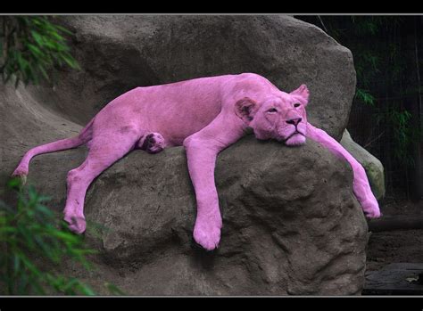 The real Pink Panther | Jardín Zoológico, Buenos Aires, Arge… | Flickr | Rare animals, Pink ...