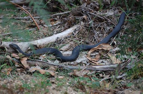 Yellow Belly Snake Queensland