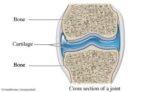 Pictures Of Cartilage