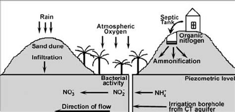 Schematic diagram explaining the nitrification process occurring within ...