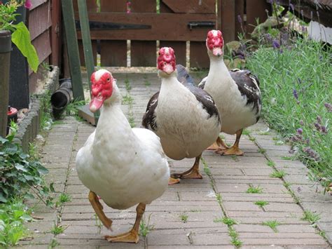 Muscovy Duck - Facts, Habitat, Diet, Behavior, As Pets, Photos