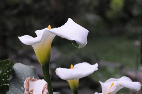 Repotting a giant Calla Lily - Growing With Plants