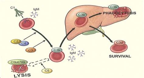 Heating up cold agglutinins | Blood | American Society of Hematology