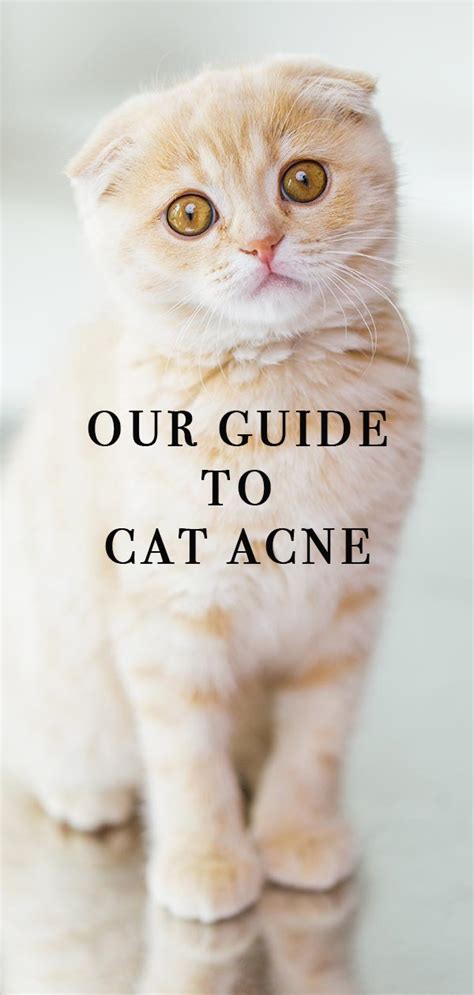 Cat Acne - Serious Chin And Nose Spots - The Happy Cat Site