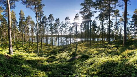 Photos Sweden Smaland Nature Forests Grass Trees 1920x1080