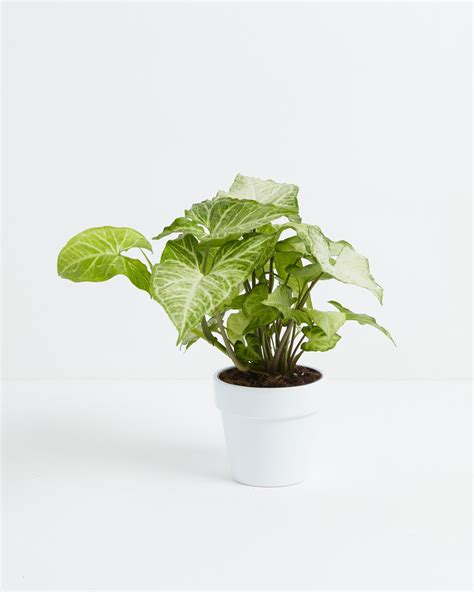 Syngonium White Butterfly | Potted or Hanging Plants | Lively Root