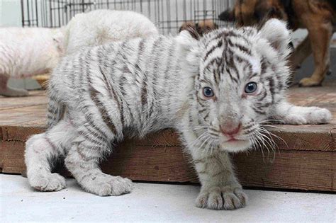 Baby White Tiger Wallpaper ·① WallpaperTag