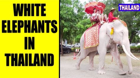 White Elephants in Thailand - YouTube