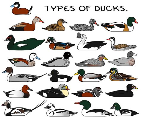 Types of Ducks — Weasyl