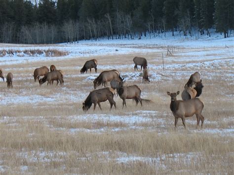 North Boulder Elk Herd: A Success Story - Images