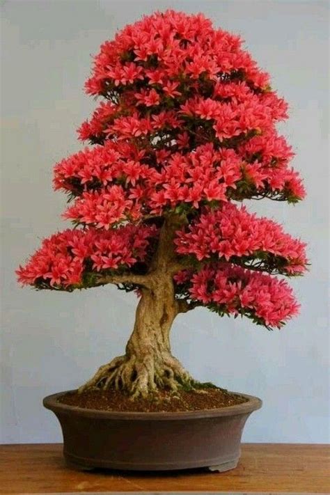 45+ Amazing Bonsai Indoor Trees Ideas For Indoor Decorations # ...